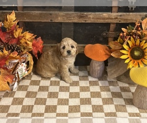 Cavapoo (Miniature) Puppy for sale in FULTON, KS, USA