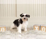 Small #4 Schnauzer (Miniature)