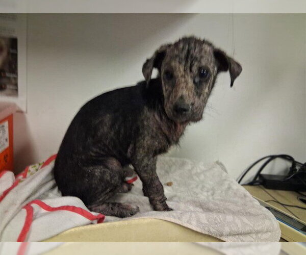 Medium Photo #1 Labrador Retriever-Unknown Mix Puppy For Sale in Corona, CA, USA