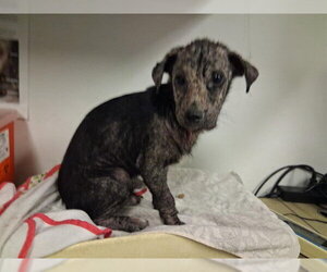 Labrador Retriever-Unknown Mix Dogs for adoption in Corona, CA, USA