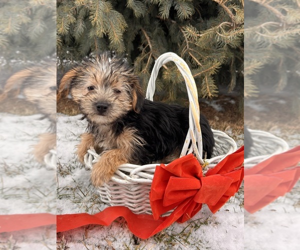 Medium Photo #3 Morkie Puppy For Sale in MIDDLEBURY, IN, USA