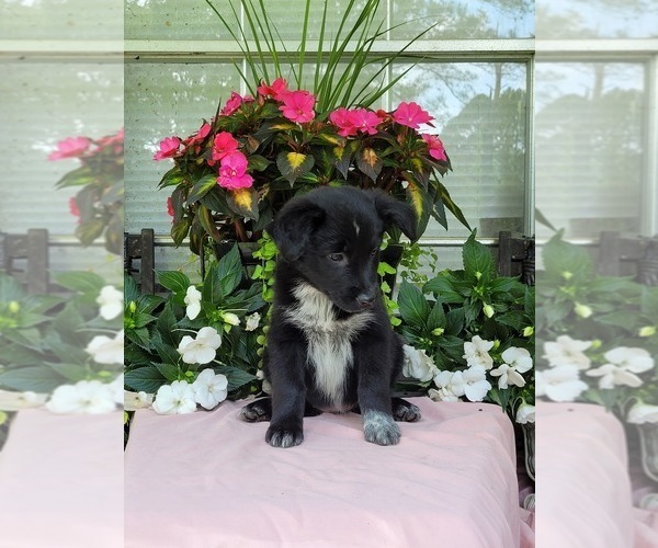 Medium Photo #3 Australian Shepherd Puppy For Sale in ROCKY FACE, GA, USA