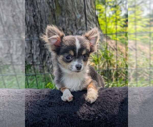 Medium Photo #1 Chihuahua Puppy For Sale in Sioux Falls, SD, USA