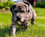 Puppy JP Great Dane-Labrador Retriever Mix