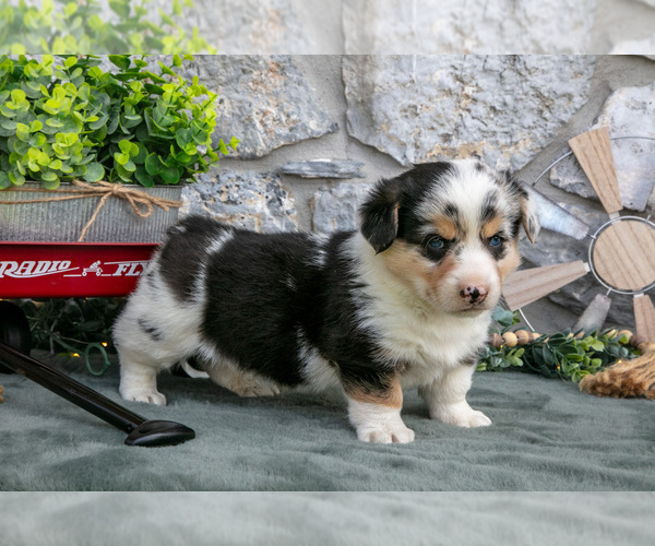 Medium Photo #1 Pembroke Welsh Corgi Puppy For Sale in LEOLA, PA, USA