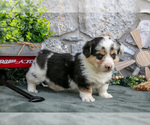 Puppy Oliver Pembroke Welsh Corgi