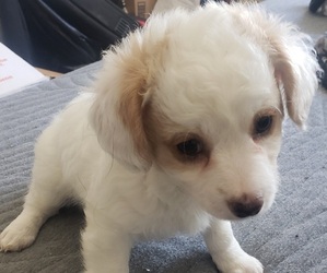 Aussie-Poo Puppy for sale in STAGECOACH, NV, USA