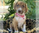 Small #8 Mutt