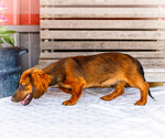 Small #2 Dachshund