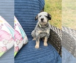 Small #3 Australian Cattle Dog