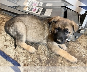 Mutt Puppy for sale in YACOLT, WA, USA