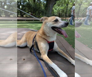 Shiba Inu Dogs for adoption in Hilton Head, SC, USA