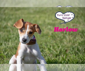 Beagle-Unknown Mix Dogs for adoption in Lee's Summit, MO, USA