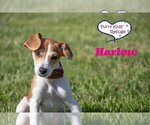 Small Beagle Mix