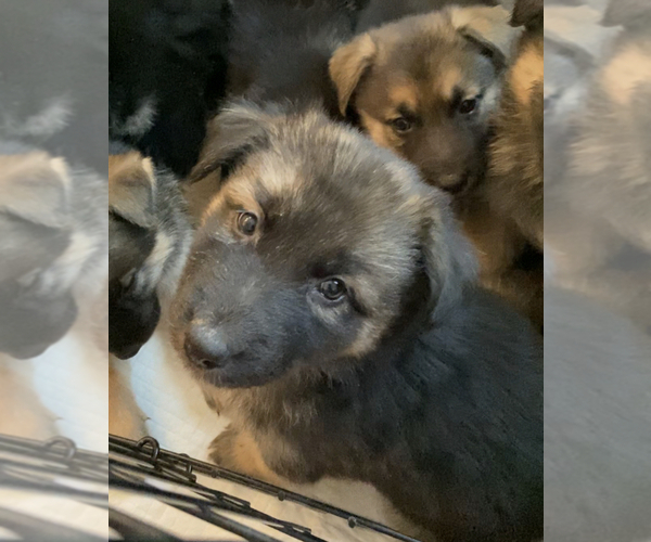 Medium Photo #25 German Shepherd Dog-Siberian Husky Mix Puppy For Sale in LOS GATOS, CA, USA