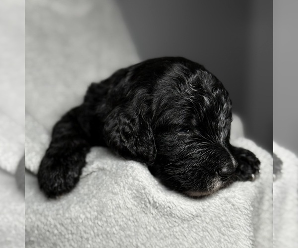 Medium Photo #5 Goldendoodle Puppy For Sale in HOWARD CITY, MI, USA