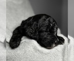 Small Photo #5 Goldendoodle Puppy For Sale in HOWARD CITY, MI, USA