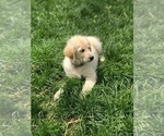 Small Photo #4 Golden Retriever Puppy For Sale in CHURCHVILLE, VA, USA