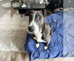 Small #1 Labrador Retriever Mix