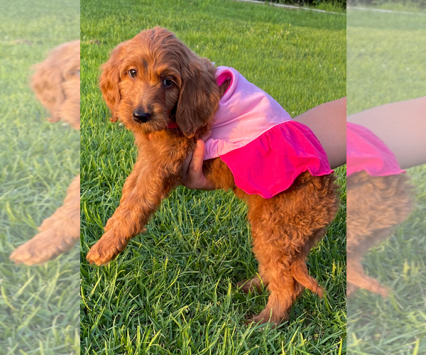 Medium Photo #6 Goldendoodle Puppy For Sale in BREA, CA, USA