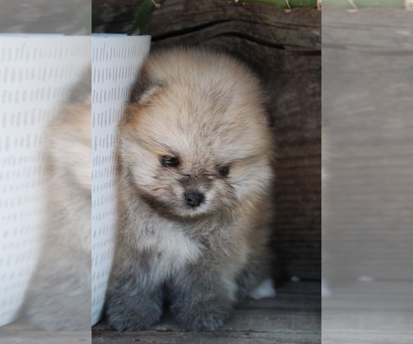 Medium Photo #1 Pomeranian Puppy For Sale in LOS ANGELES, CA, USA