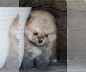 Pomeranian Puppy for sale in LOS ANGELES, CA, USA
