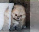 Small Pomeranian