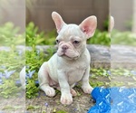 Small #1 French Bulldog