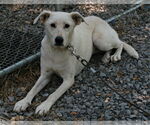 Small #3 Shepradors