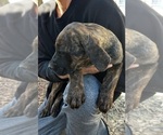 Small Photo #3 American Bulldog-American Mastiff Mix Puppy For Sale in DUNNELLON, FL, USA