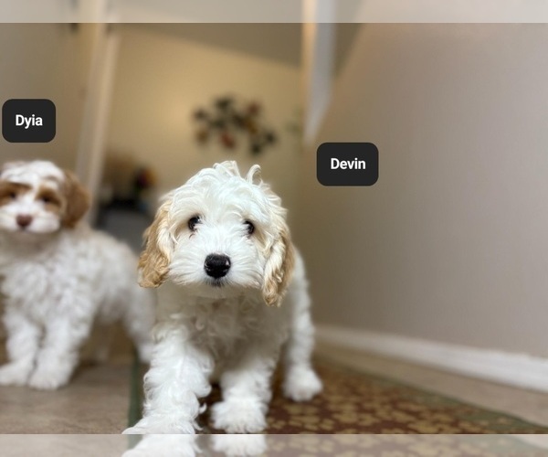 Medium Photo #4 Poovanese Puppy For Sale in TUCSON, AZ, USA