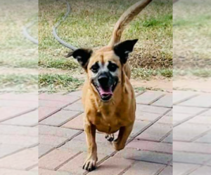 Dachshund-Unknown Mix Dogs for adoption in Cranston, RI, USA