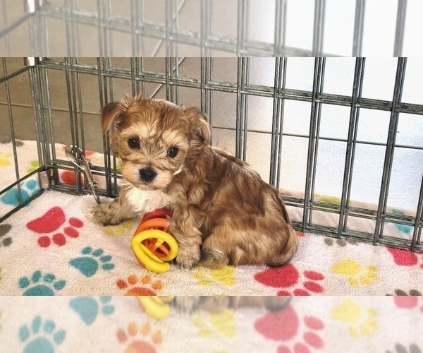Medium Photo #5 Morkie Puppy For Sale in ORO VALLEY, AZ, USA