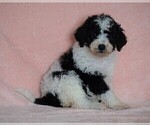Small #5 Poodle (Standard)-Shepadoodle Mix