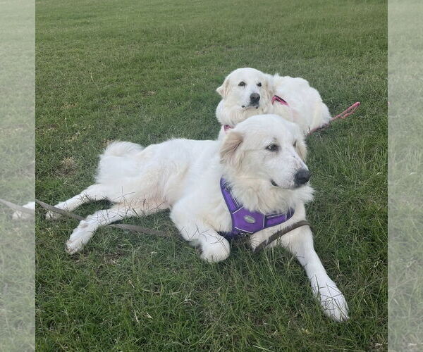 Medium Photo #8 Great Pyrenees Puppy For Sale in Dallas, TX, USA