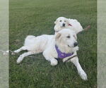 Small #7 Great Pyrenees