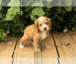 Small #35 Cocker Spaniel