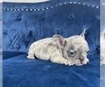 Small Photo #44 French Bulldog Puppy For Sale in DALLAS, TX, USA