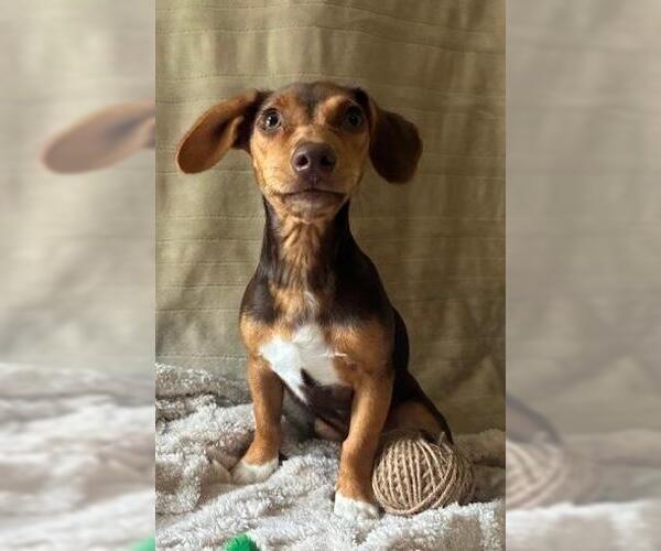 Medium Photo #3 Dachshund-Unknown Mix Puppy For Sale in Murfreesboro, NC, USA