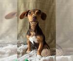 Small #2 Dachshund Mix