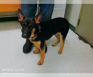 German Shepherd Dog-Unknown Mix Dogs for adoption in Oroville, CA, USA