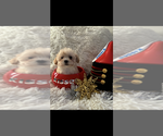 Small #7 Maltese-Poodle (Toy) Mix