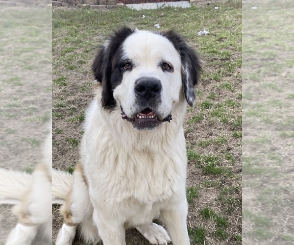 Medium Photo #1 Saint Bernard Puppy For Sale in BOLIVIA, NC, USA