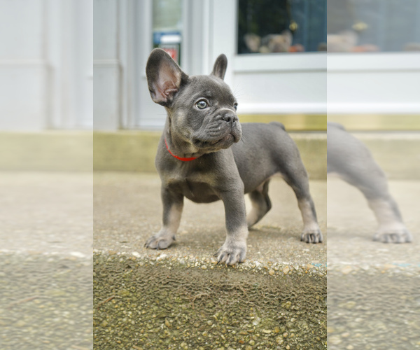 Medium Photo #3 French Bulldog Puppy For Sale in CLINTON, MD, USA