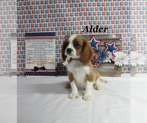 Cavalier King Charles Spaniel Puppy for sale in CHANUTE, KS, USA