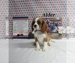 Image preview for Ad Listing. Nickname: Alder