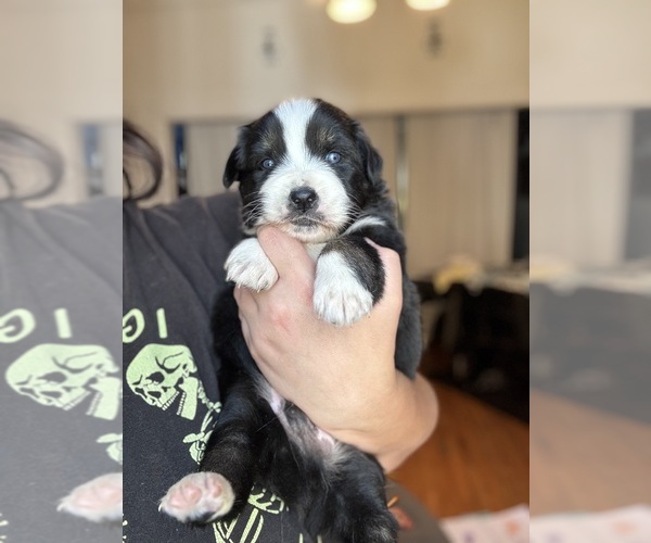 Medium Photo #25 Australian Shepherd Puppy For Sale in DEVINE, TX, USA
