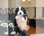 Small Photo #25 Australian Shepherd Puppy For Sale in DEVINE, TX, USA