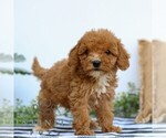 Small #2 Goldendoodle (Miniature)