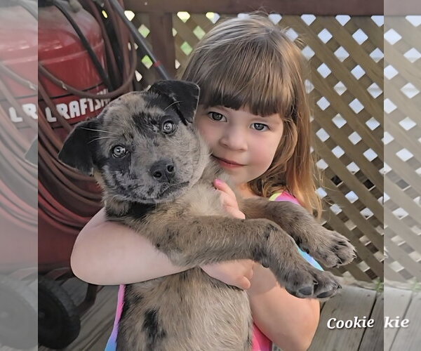 Medium Photo #1 Catahoula Leopard Dog-Labrador Retriever Mix Puppy For Sale in Oakhurst, NJ, USA